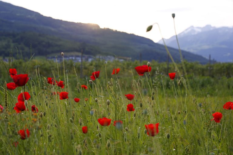 Blumen zum selber schneiden